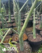 Adenia venenataForssk