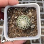 Tubinicarpus.pseudopectinatus