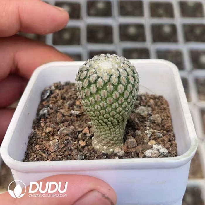 Tubinicarpus.pseudopectinatus - Image 2