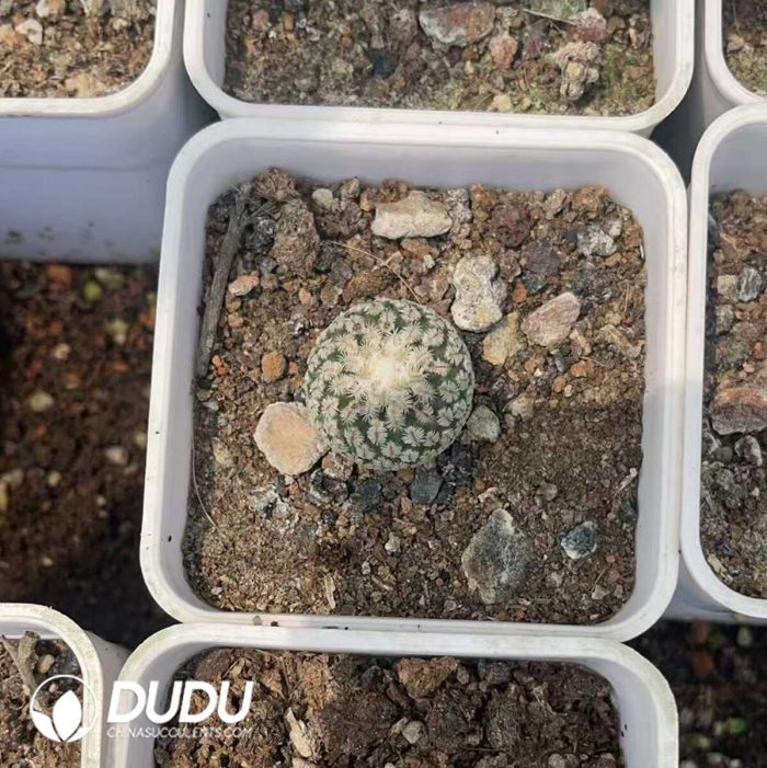 Tubinicarpus.pseudopectinatus - Image 3