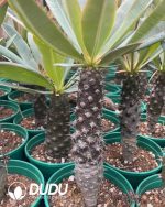 Euphorbia-pachypodioides