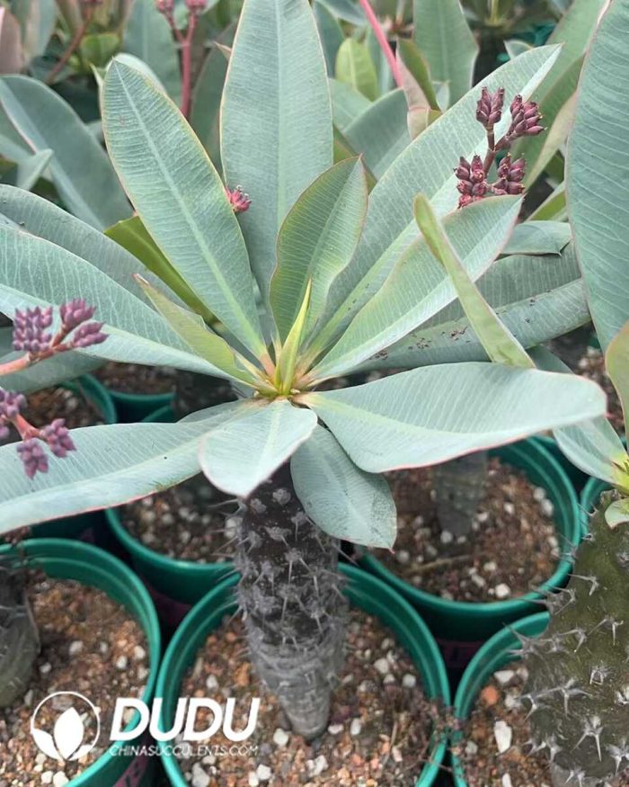 Euphorbia-pachypodioides - Image 2
