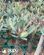 Euphorbia-pachypodioides - Image 3