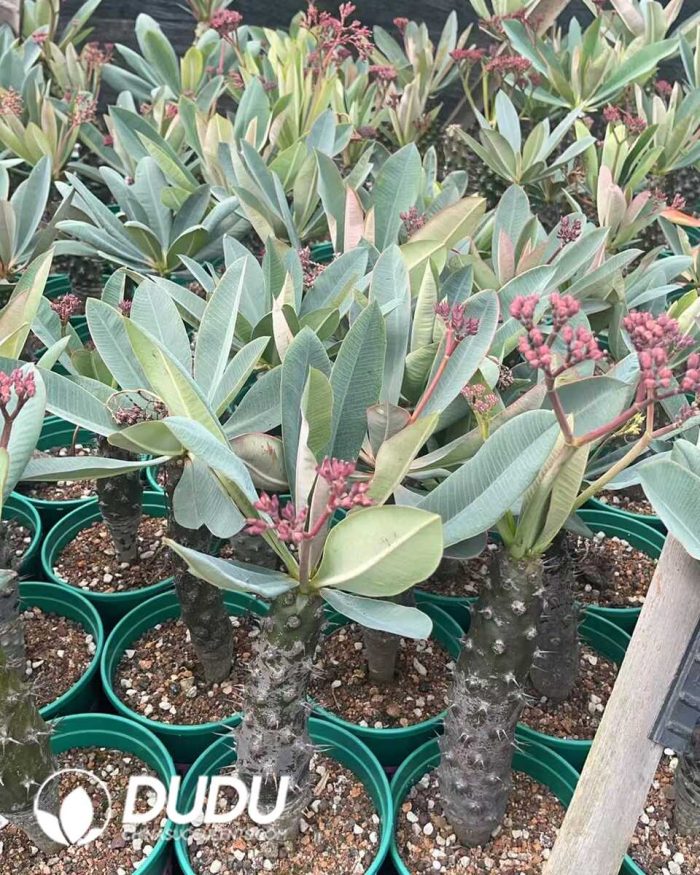 Euphorbia-pachypodioides - Image 3