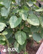 Passiflora caerulea - Image 2