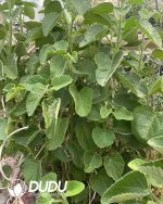 Passiflora caerulea - Image 3