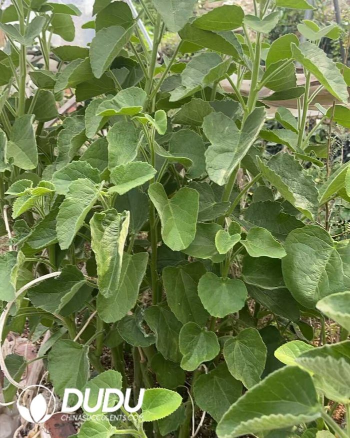 Passiflora caerulea - Image 3