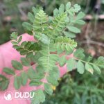 Pachycormus discolor