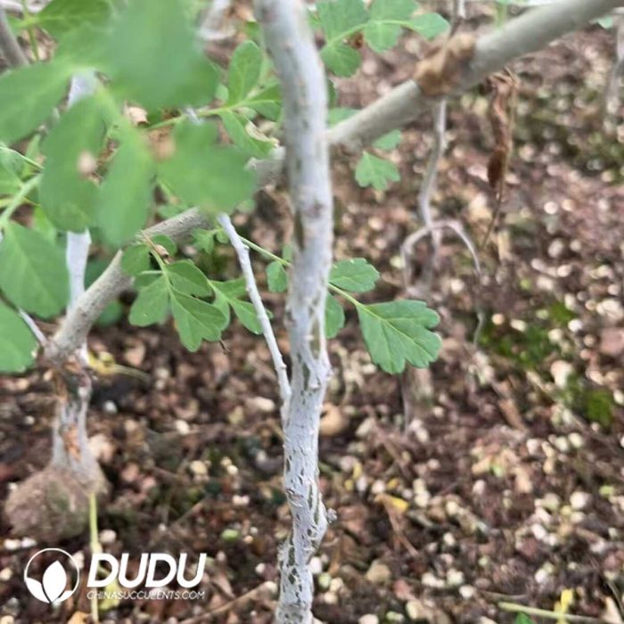 Pachycormus discolor - Image 2