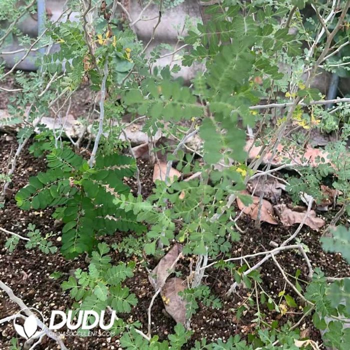 Pachycormus discolor - Image 3