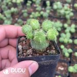 Euphorbia obesa - Image 2