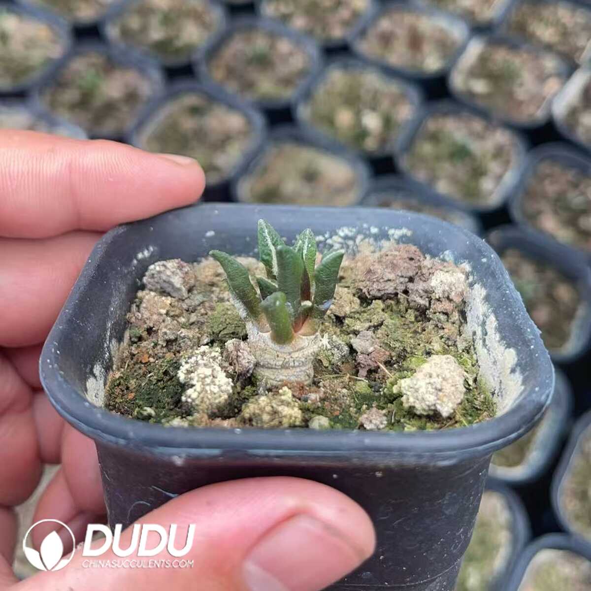 1750645599-e201.jpg Ariocarpus kotschoubeyanus - Image 1