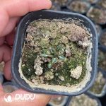 Ariocarpus kotschoubeyanus - Image 2