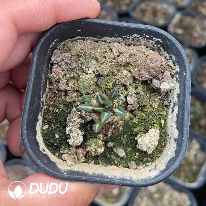 Ariocarpus kotschoubeyanus - Image 2