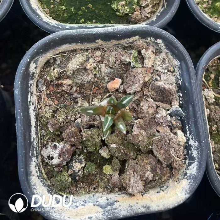 Ariocarpus kotschoubeyanus - Image 3