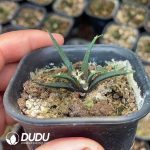 Seed Grown Ariocarpus Agavoides