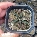 Seed Grown Ariocarpus Agavoides - Image 2