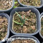 Seed Grown Ariocarpus Agavoides - Image 3