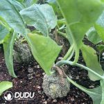 CephalopentandrA Ecirrhosa