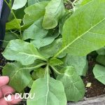 CephalopentandrA Ecirrhosa - Image 2