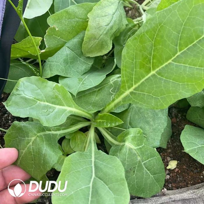 CephalopentandrA Ecirrhosa - Image 2