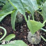 CephalopentandrA Ecirrhosa - Image 3