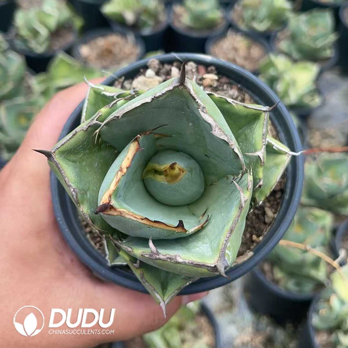 1750645635-e201.jpg Agave Titanota Juggernaut - Image 1