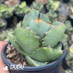 Agave Titanota Juggernaut - Image 2