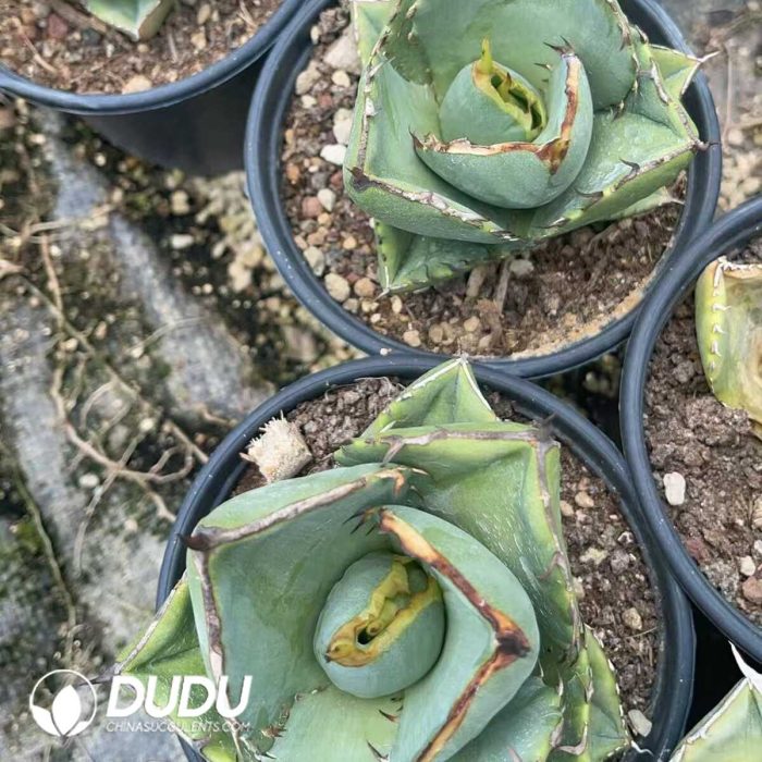 Agave Titanota Juggernaut - Image 3