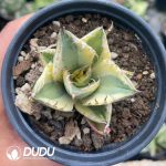 Agave Titanota 'Snaggle Tooth' Marginata Variegated