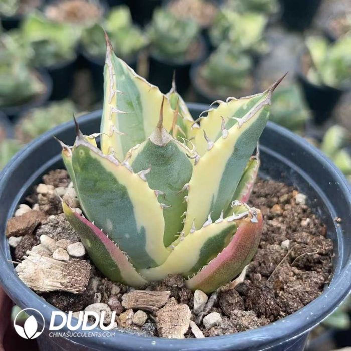 Agave Titanota 'Snaggle Tooth' Marginata Variegated - Image 2