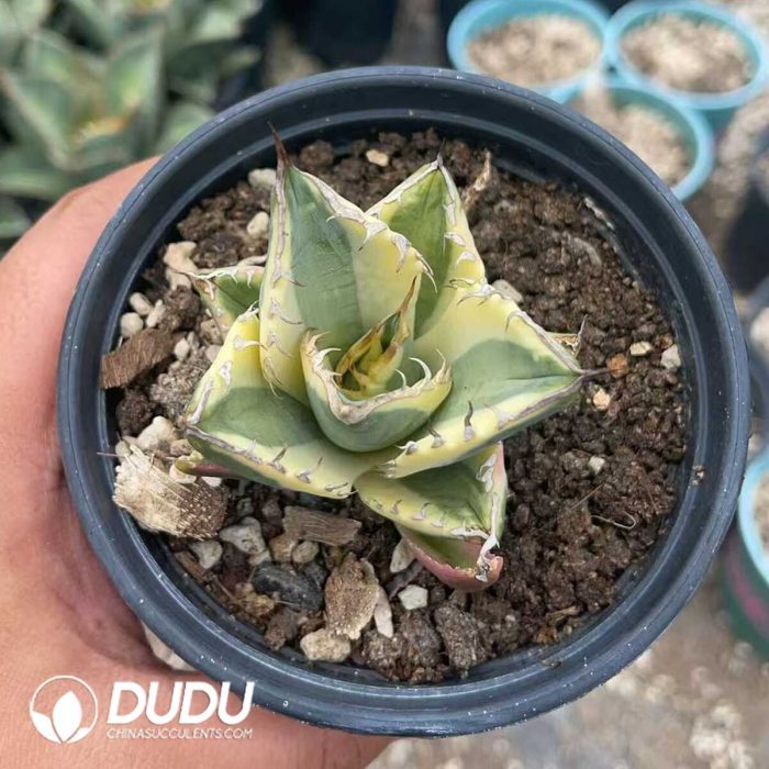 Agave Titanota 'Snaggle Tooth' Marginata Variegated - Image 3