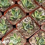 Agave Parryi - Image 2