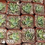 Agave Parryi - Image 3