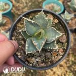 Agave Titanota 'Werewolf'