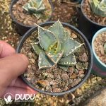 Agave Titanota 'Werewolf' - Image 3