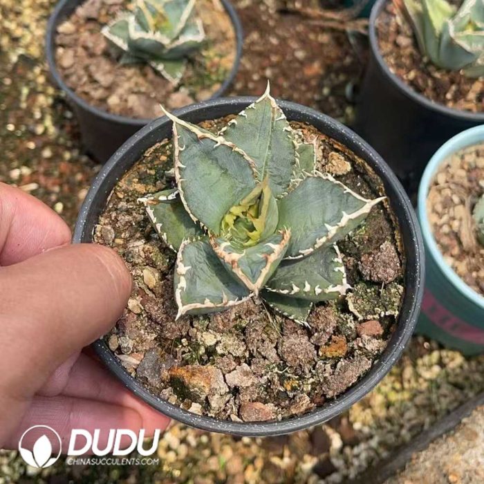 Agave Titanota 'Werewolf' - Image 3