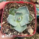 Agave Thickleafs Flexispina