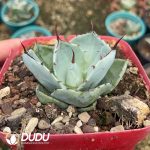 Agave Thickleafs Flexispina - Image 2