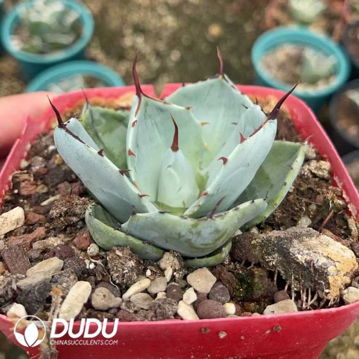 Agave Thickleafs Flexispina - Image 2