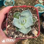 Agave Thickleafs Flexispina - Image 3