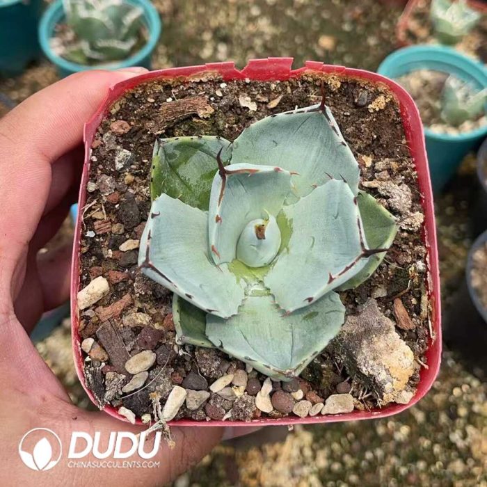 Agave Thickleafs Flexispina - Image 3