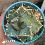 Agave Titanota Devil