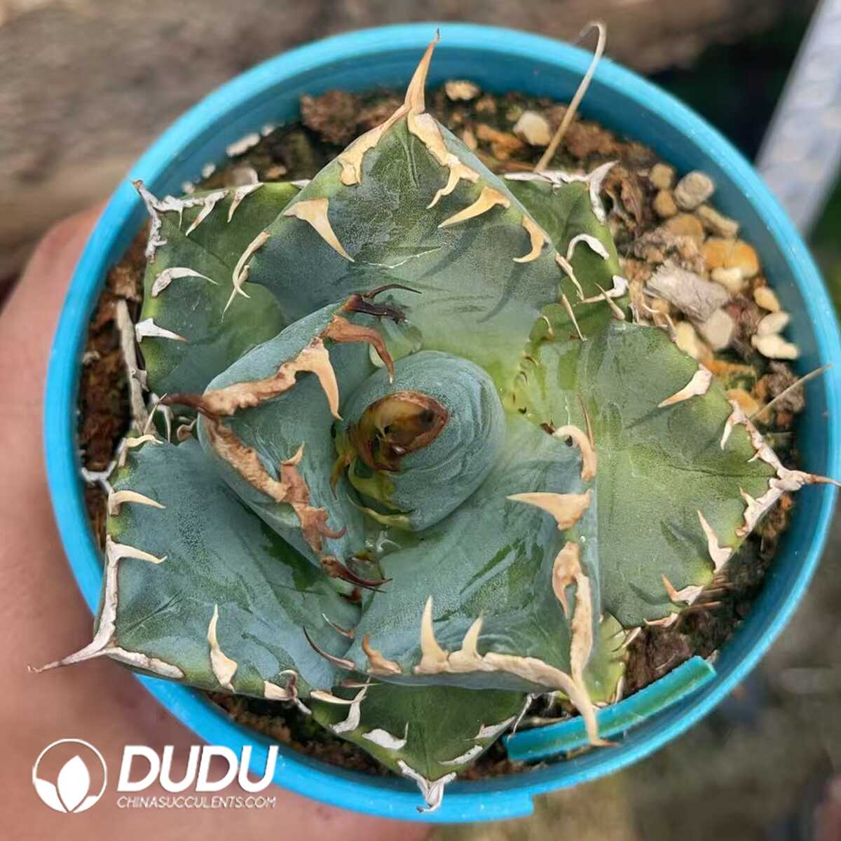 1750645707-e201.jpg Agave Titanota Devil - Image 1