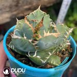 Agave Titanota Devil - Image 2