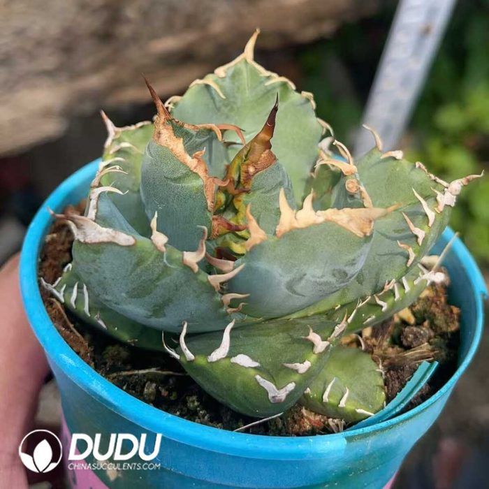 Agave Titanota Devil - Image 2