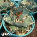 Agave Titanota Devil - Image 3