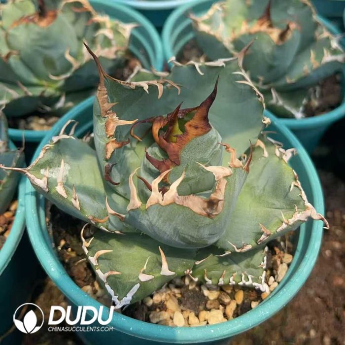 Agave Titanota Devil - Image 3