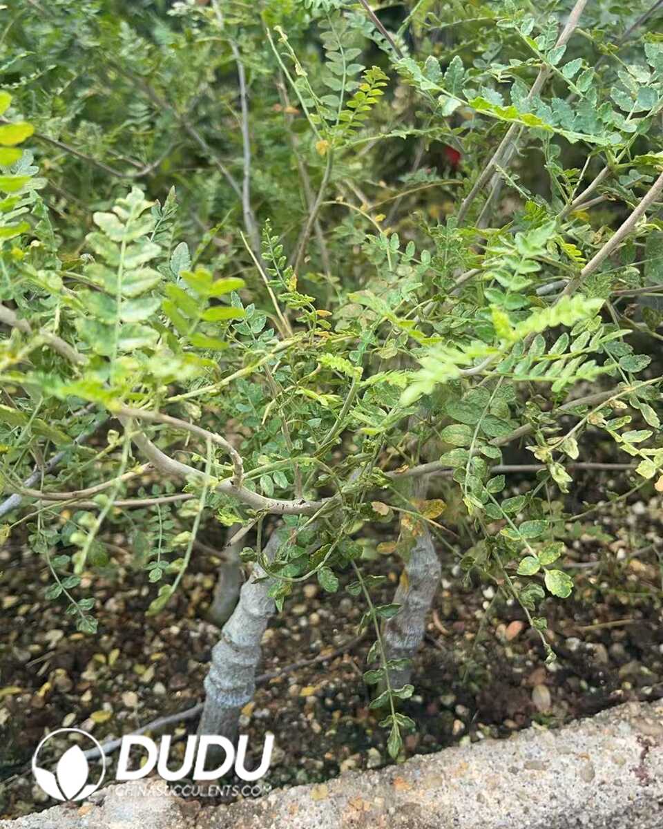 1750645749-e201.jpg Boswellia Neglecta - Image 1