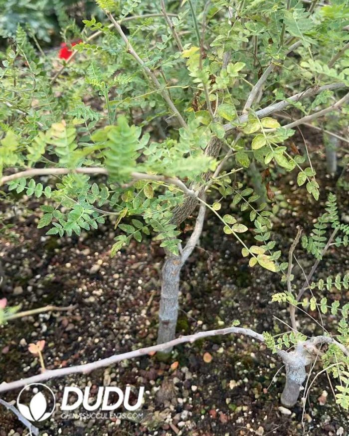 Boswellia Neglecta - Image 3